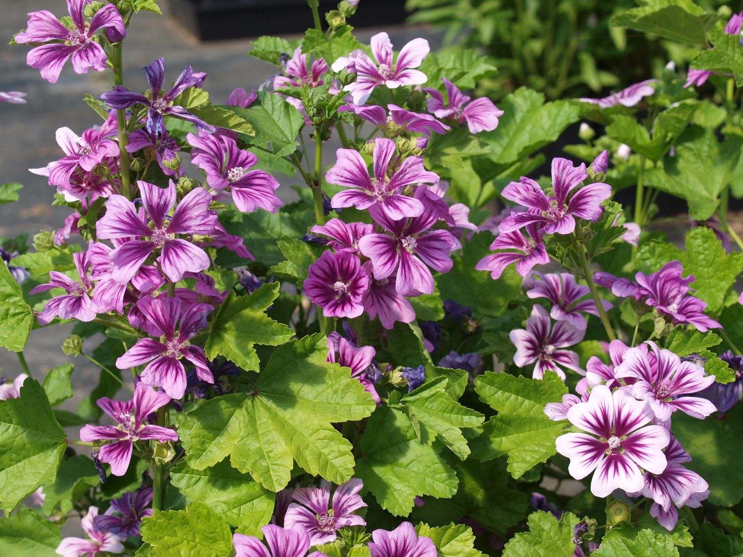 Malva Zebrina Mallow