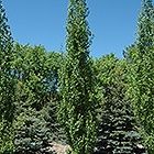 Parkland Pillar Birch