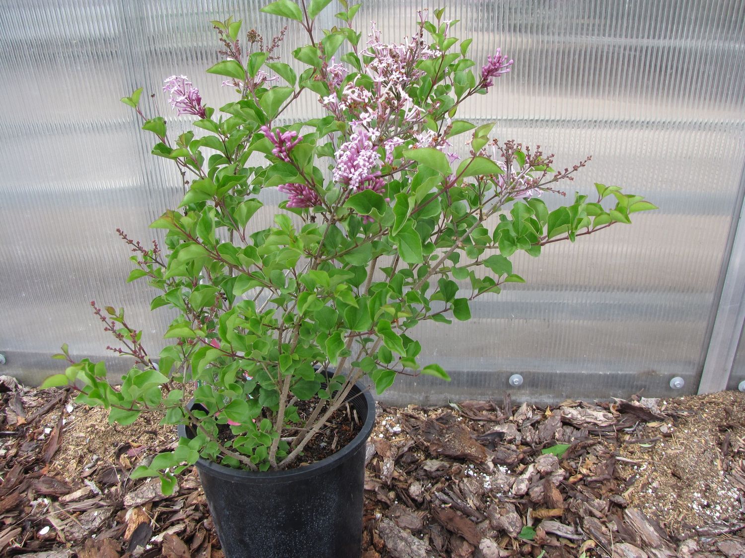 Dwarf Korean Lilac