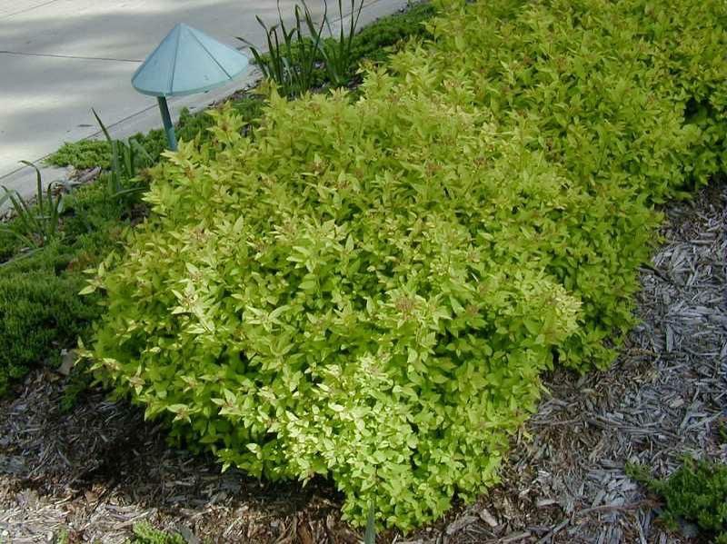 Goldmound Spirea