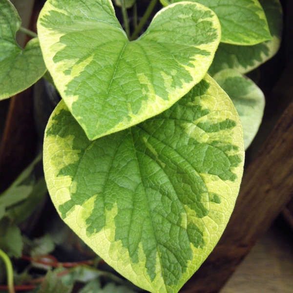 Brunnera Hadspen Cream