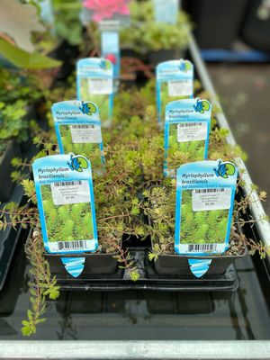 Water Plants 5" Myriophyllum Brasilliensis