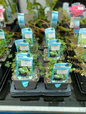 Marsilea Mutica 5 Inch