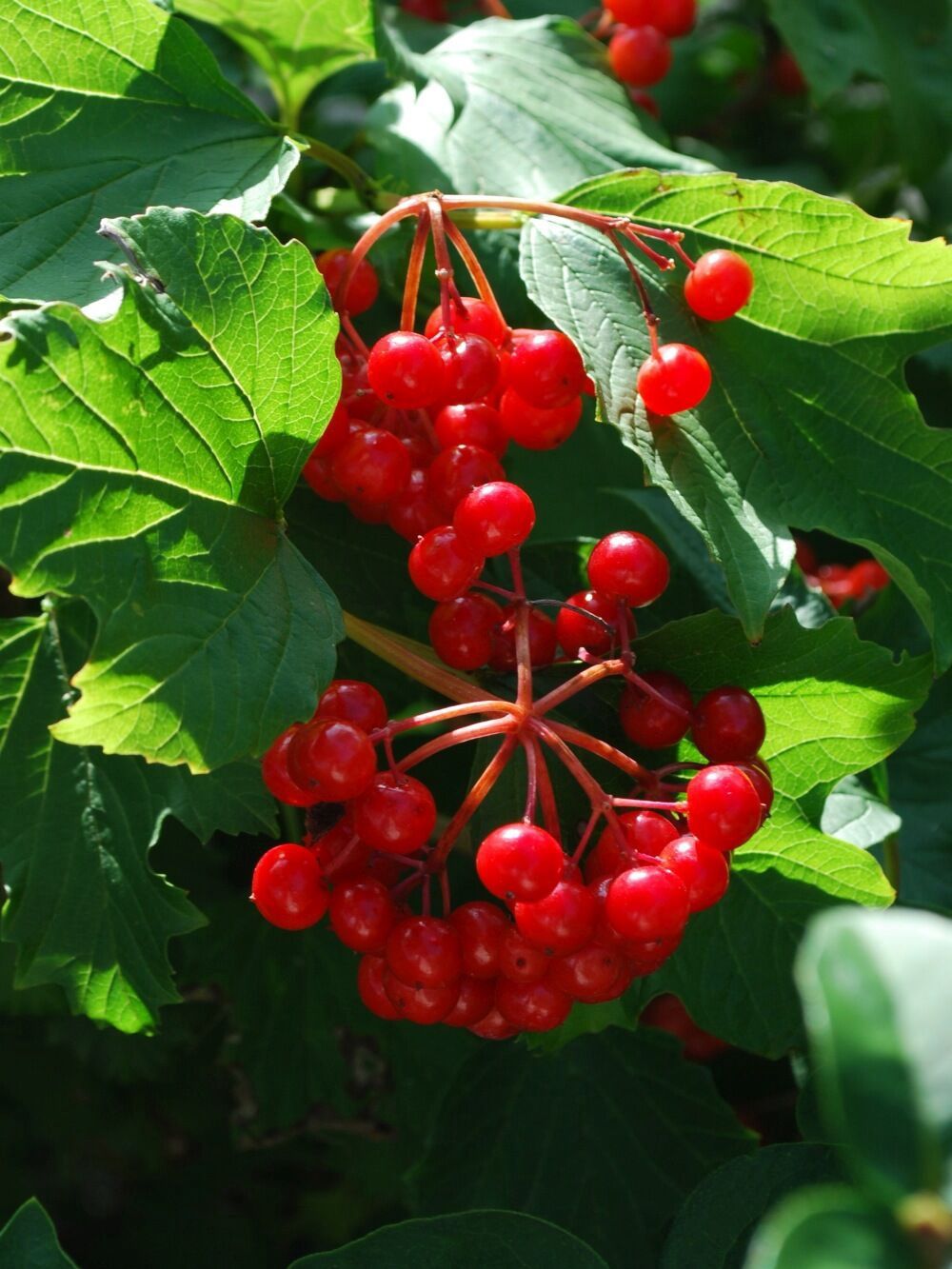 American Highbush Cranberry