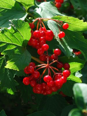 American Highbush Cranberry