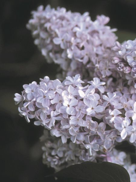 President Grevy French Lilac
