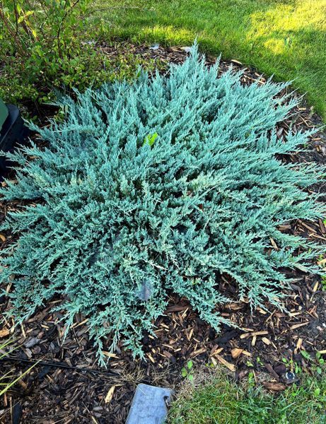 Blue Chip Juniper