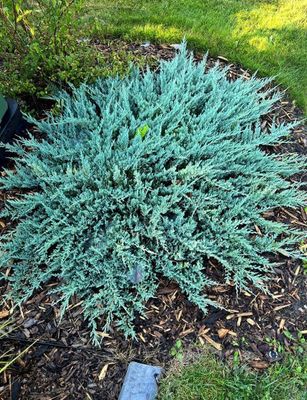 Blue Chip Juniper