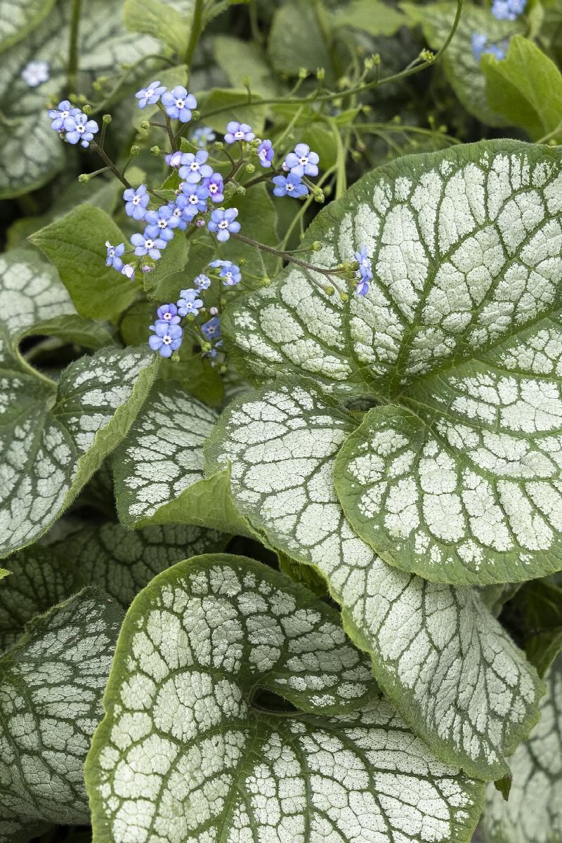 Brunnera Jack Frost Bugloss