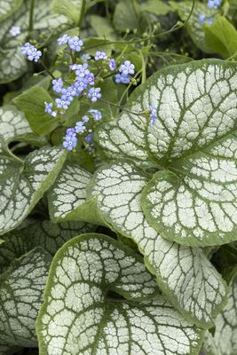 Brunnera Jack Frost Bugloss