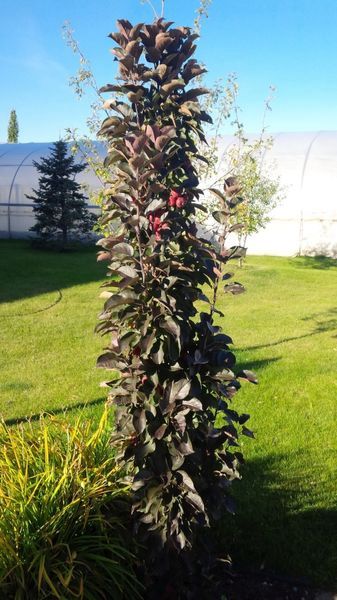 Purple Spire Columnar Crab (Pink)