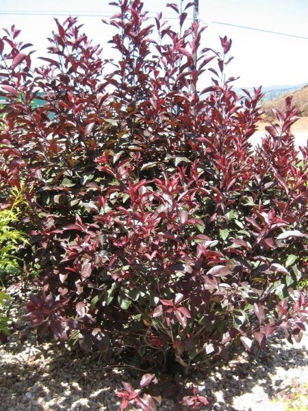 Purple Leaf Sandcherry