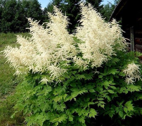 Aruncus Giant Goats Beard