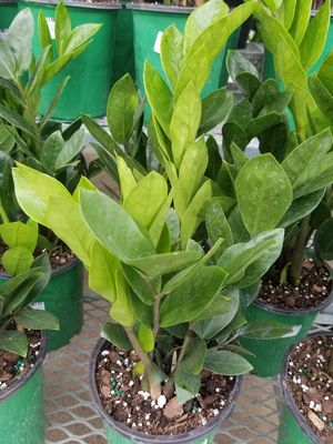 6" ZZ Zamioculus Zamiifolia