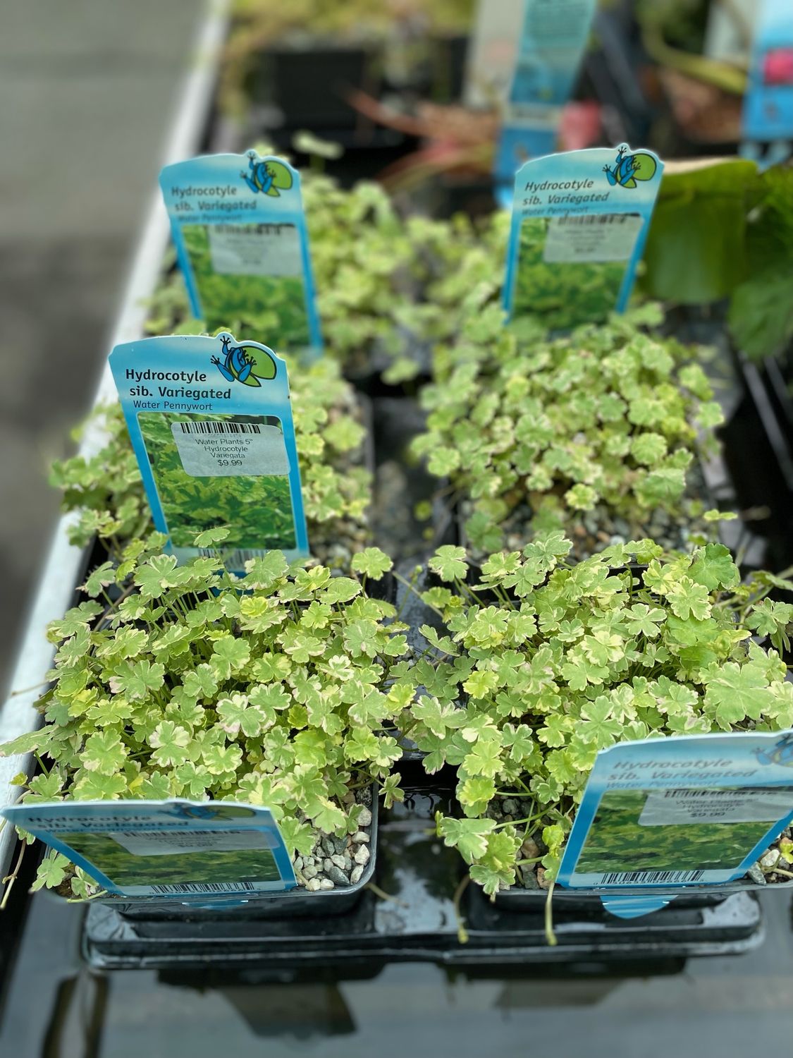 Water Plants 5" Hydrocotyle Variegata