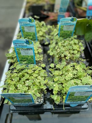Water Plants 5" Hydrocotyle Variegata