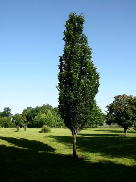 Regal Prince Oak