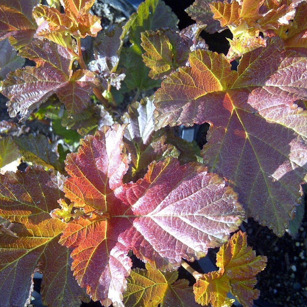 Amber Jubilee Ninebark