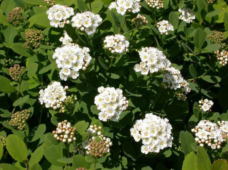 Tor Birchleaf Spirea