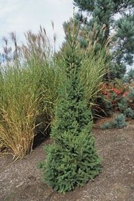 Norway Spruce - Columnar Norway Spruce - Columnar