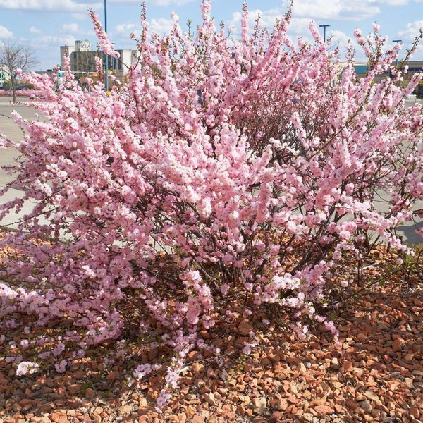 Double Flowering Plum Double Flowering Plum