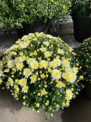 Fall Mum Planter 14 Inch