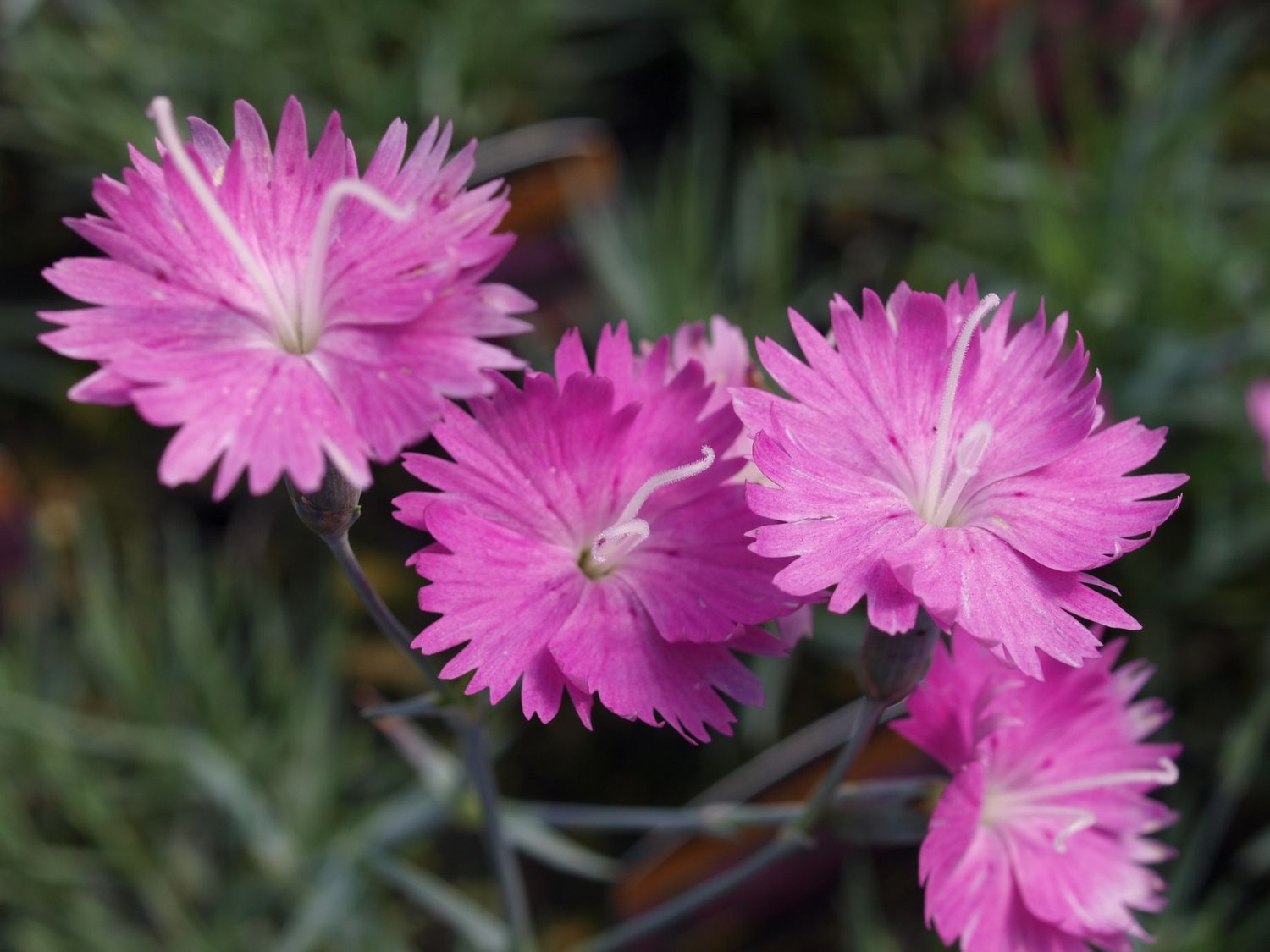 Dianthus Firewitch Dianthus Firewitch