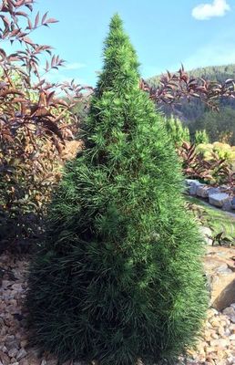 Green Penguin Scotch Pine