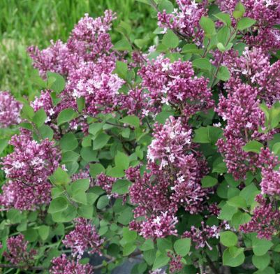Bloomerang Dwarf Lilac (Purple)