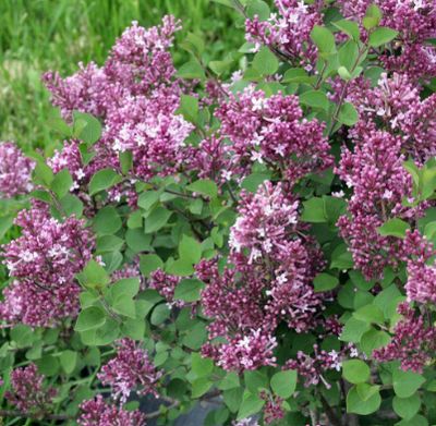 Bloomerang Dwarf Lilac (Purple)