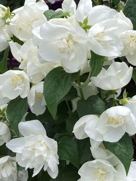 Snow White Mock Orange