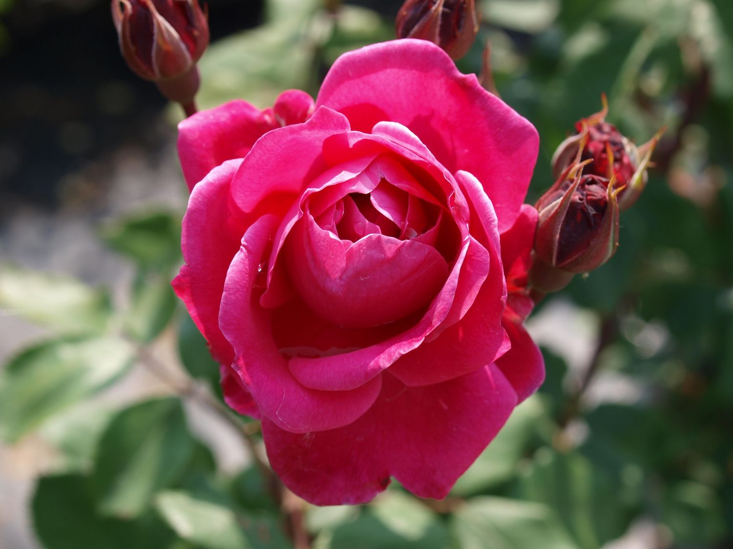 Alexander MacKenzie Rose