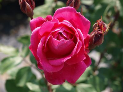 Alexander MacKenzie Rose