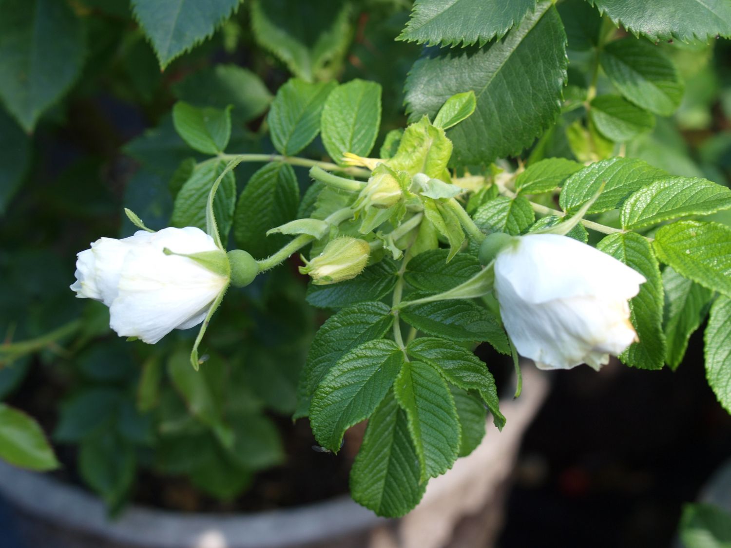 Blanc de Coubert Rose