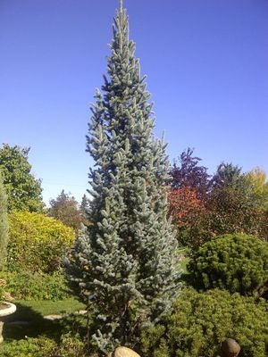 Columnar Blue Spruce