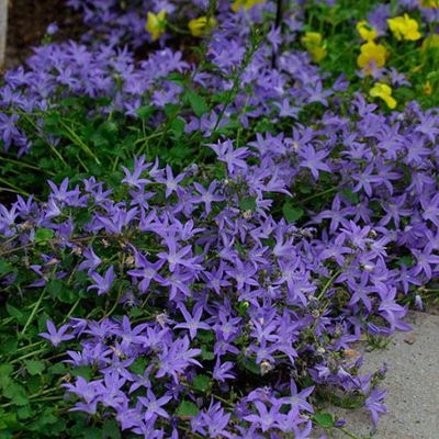 Campanula Blue Waterfall Bellflower