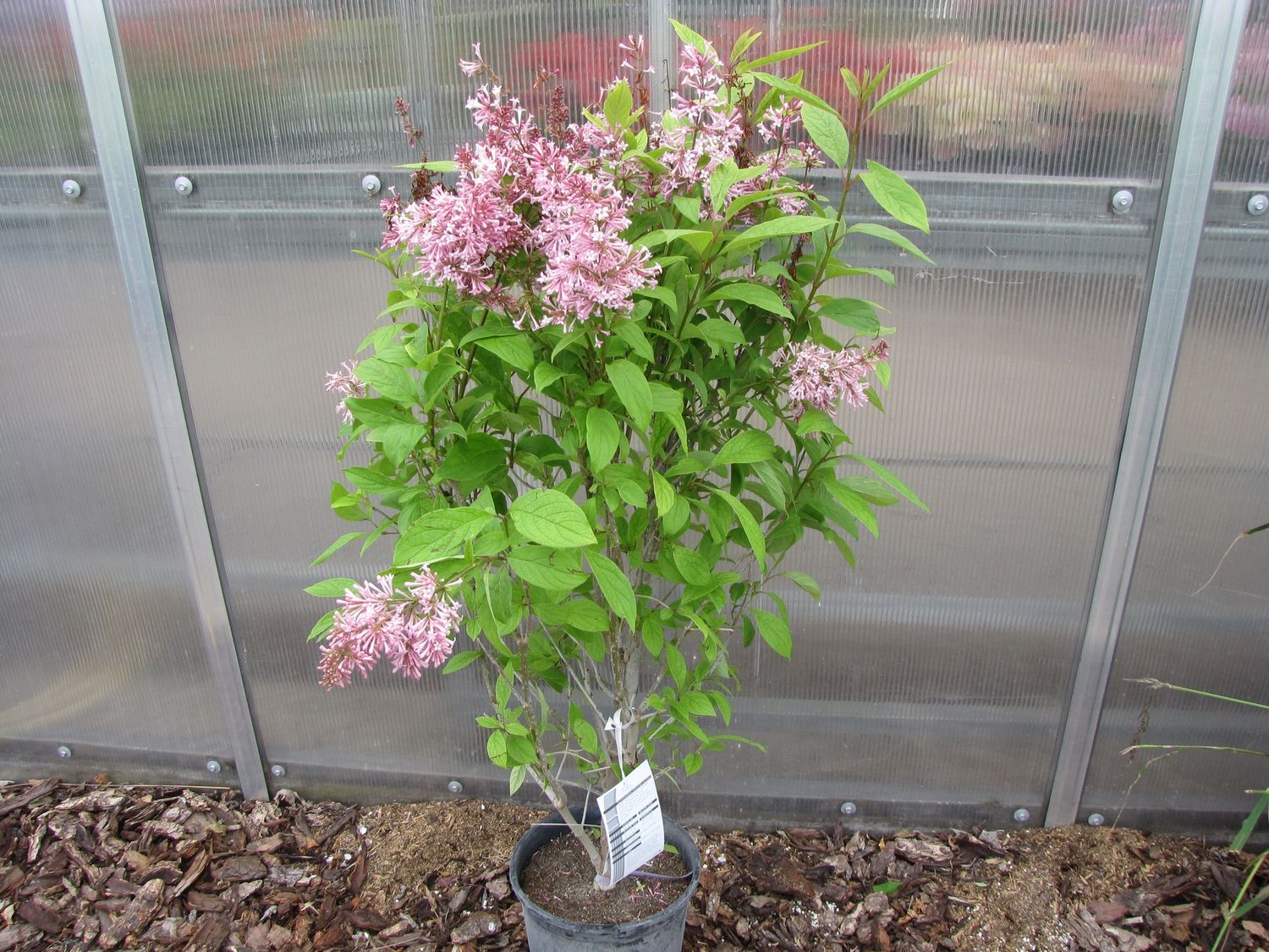 James McFarlane Preston Lilac