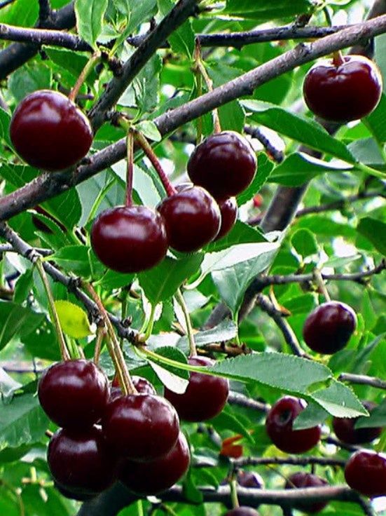 Romeo Cherry