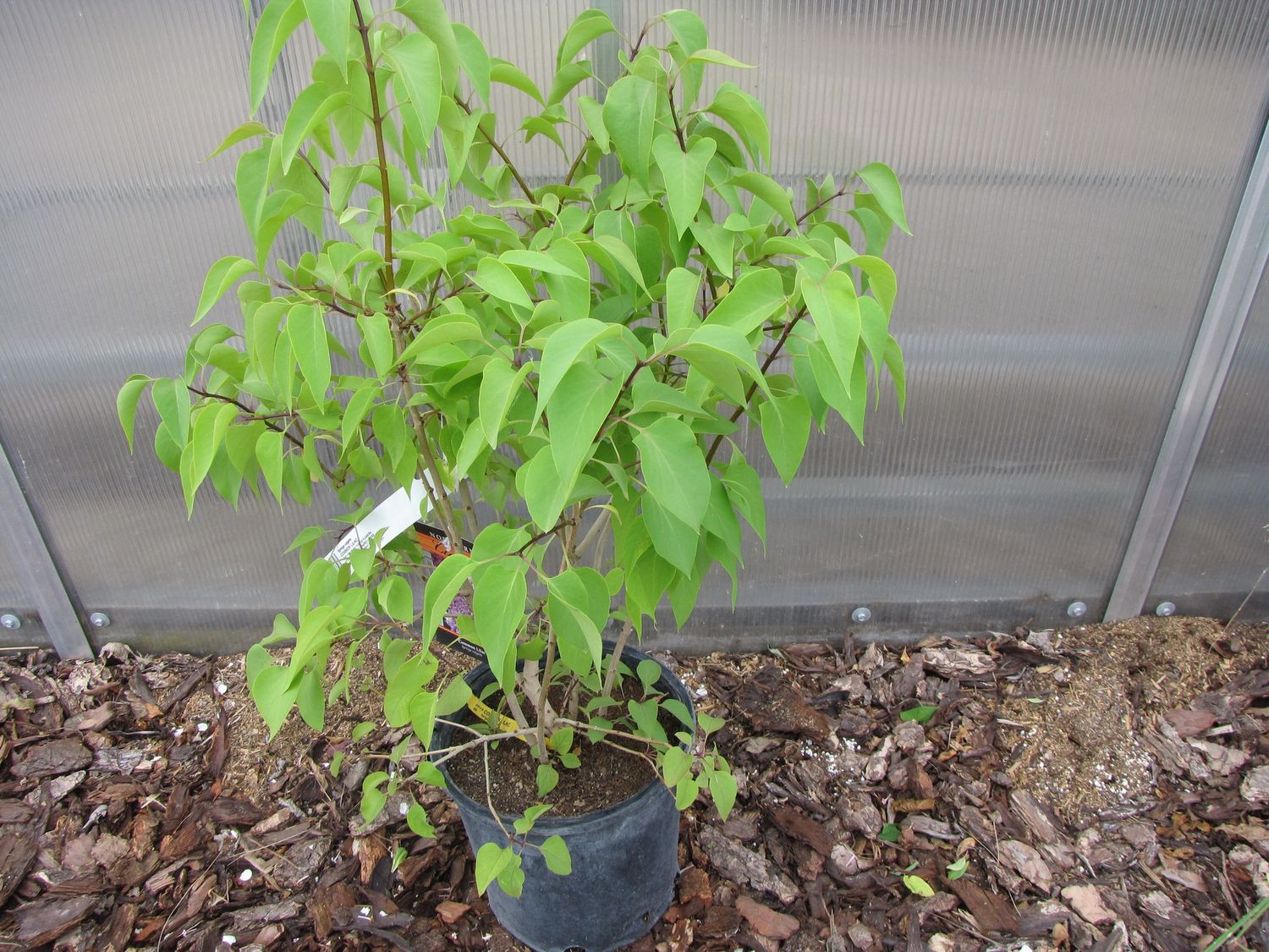 Common Lilac
