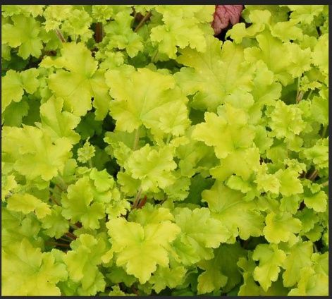 Heuchera Lime Marmalade