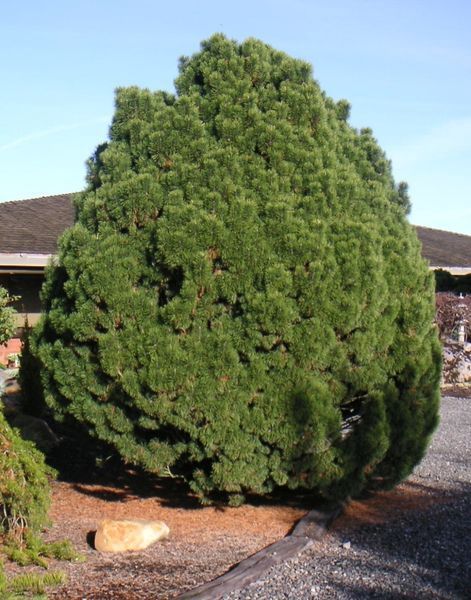 Big Tuna Pine