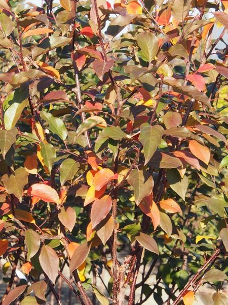 Courageous Flowering Crab
