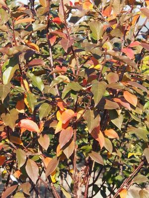 Courageous Flowering Crab