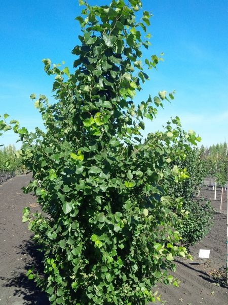 Prairie Skyrise Trembling Aspen Prairie Skyrise Trembling Aspen
