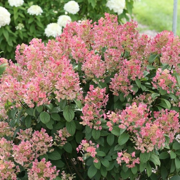 Little Quick Fire  Hydrangea