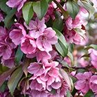 Gladiator Flowering Crab