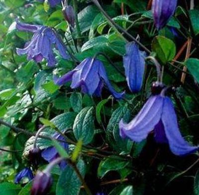 Blue Boy Clematis