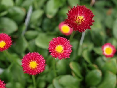 Bellis English Daisy Rominette Mix