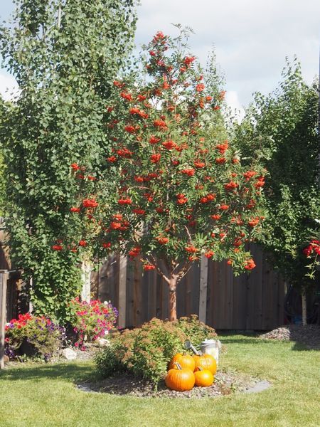 Showy Mountain Ash