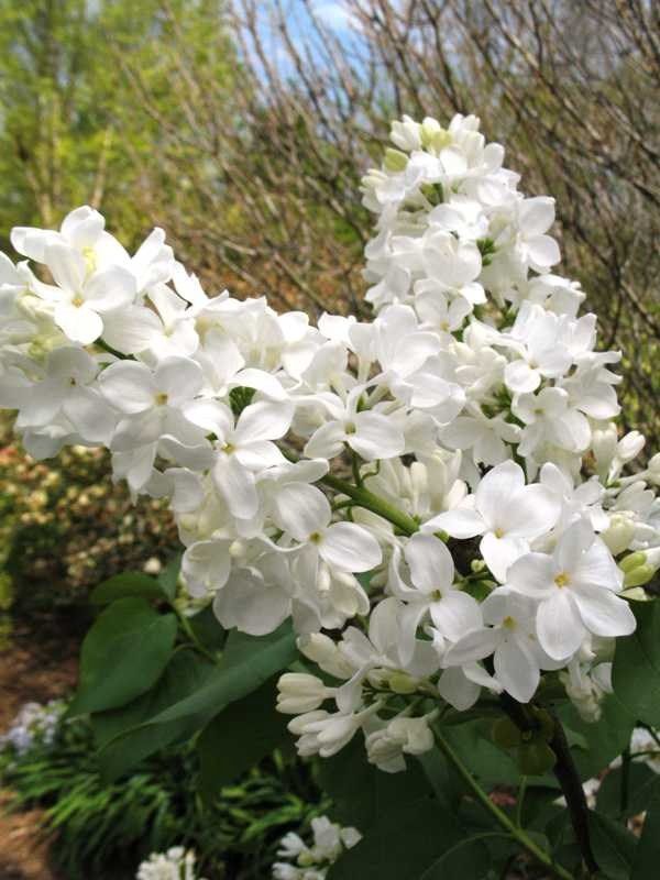 Avalanche French Lilac